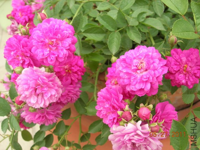 DSCN3886.jpg
