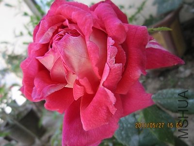 IMG_1350.jpg