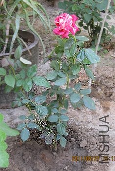 IMG_1351.jpg