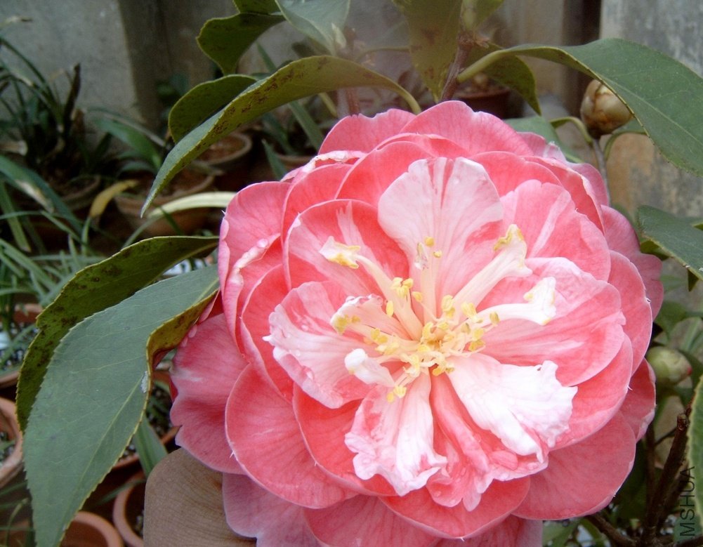 S4100008.JPG