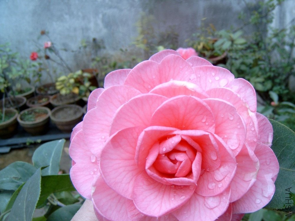 S4100005.JPG