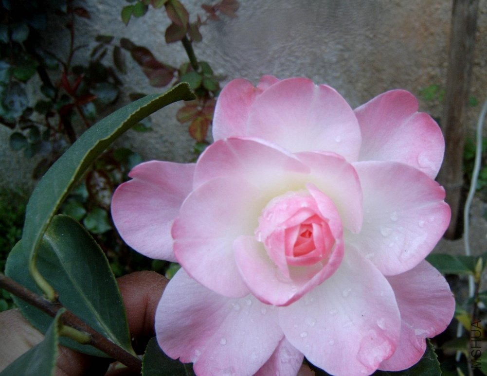 S4100006.JPG