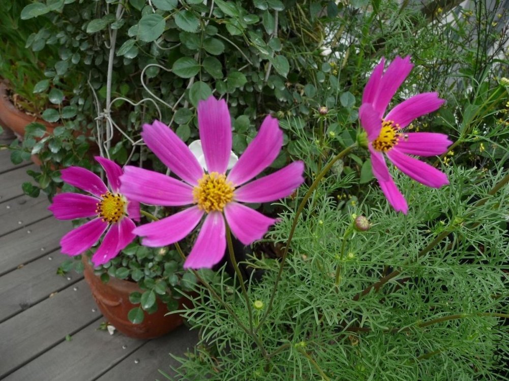 P1150625.JPG