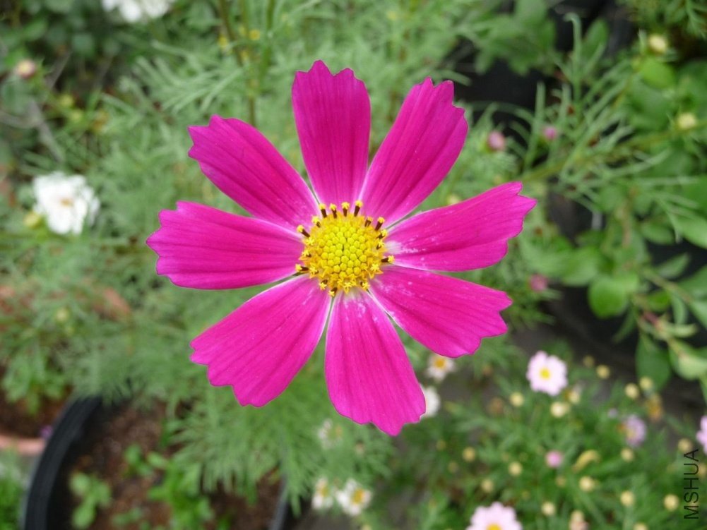 P1150715.JPG
