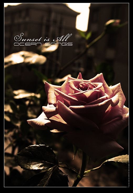 nEO_IMG_sunset is all.jpg