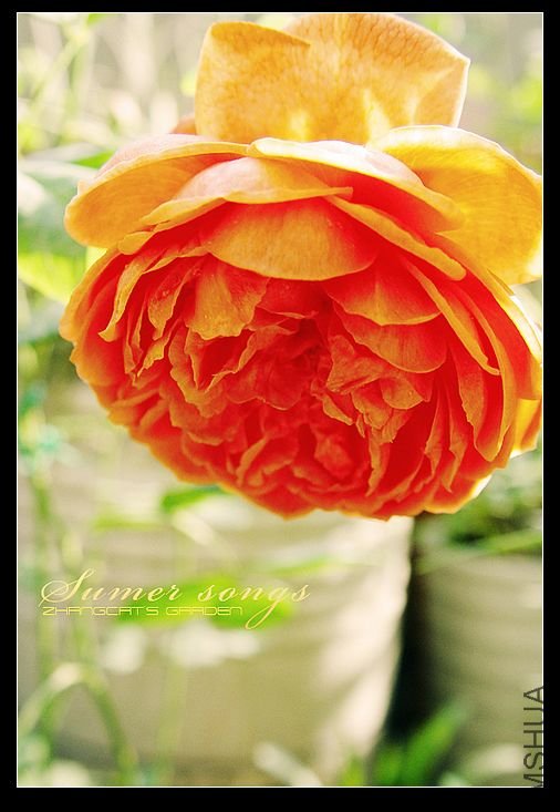 nEO_IMG_summer songs.jpg