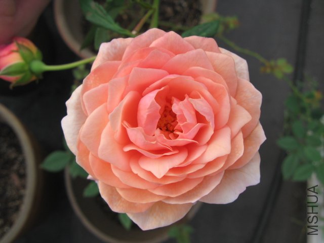 ��Ƭ 008.jpg