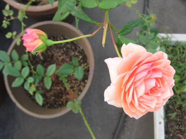 ��Ƭ 010.jpg