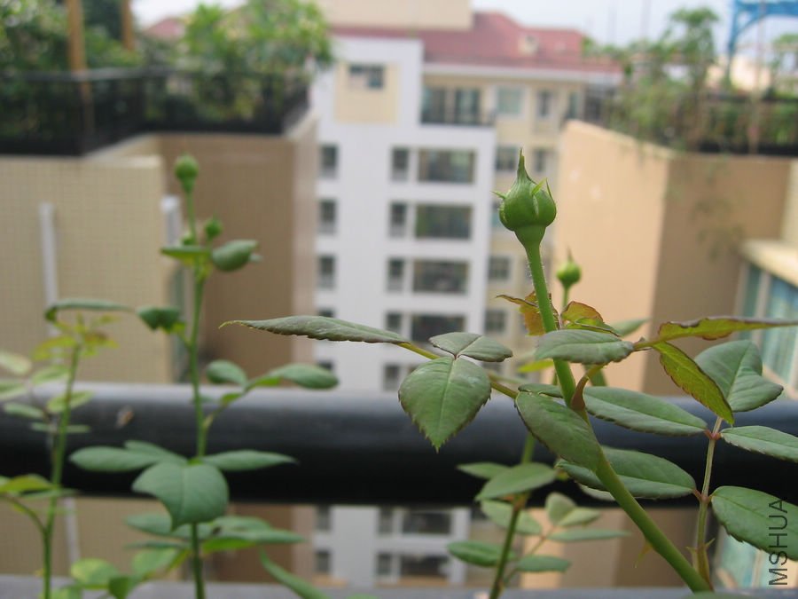 Erin rose����6.jpg