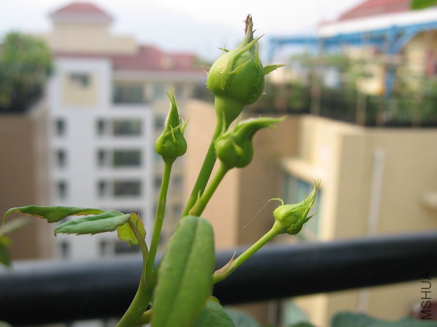 Erin rose����5.jpg