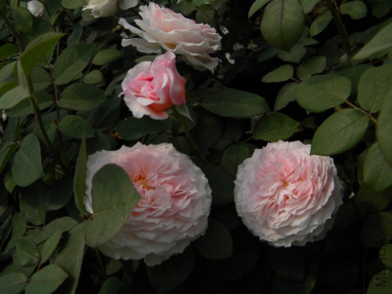 DSCN2309.jpg