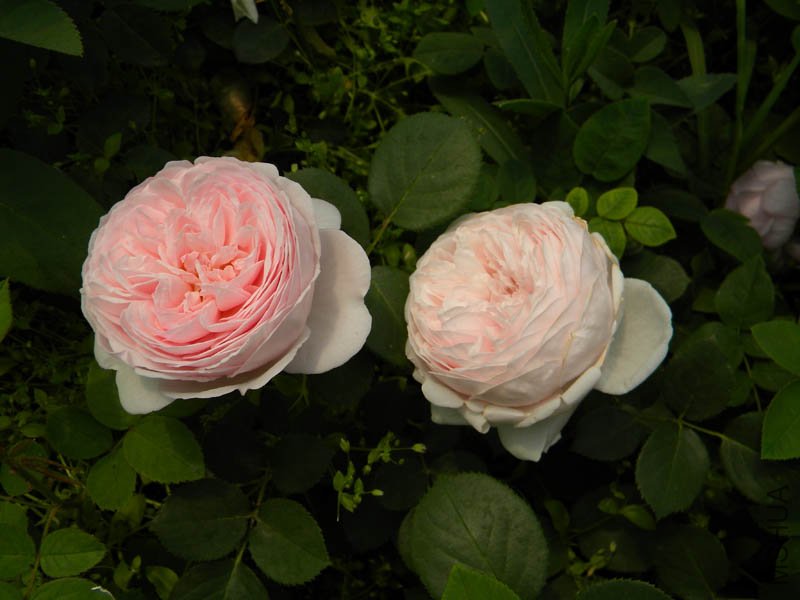 DSCN2296.jpg