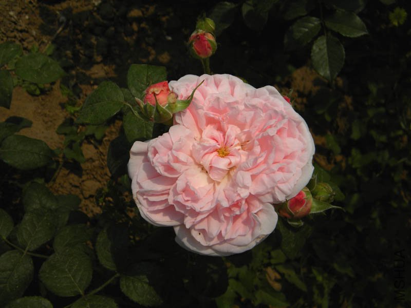 DSCN2312.jpg