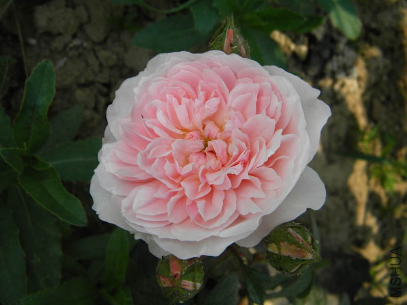DSCN2310.jpg