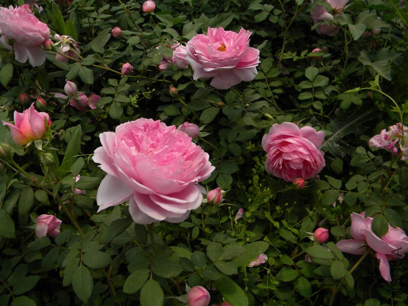 DSCN2301.jpg