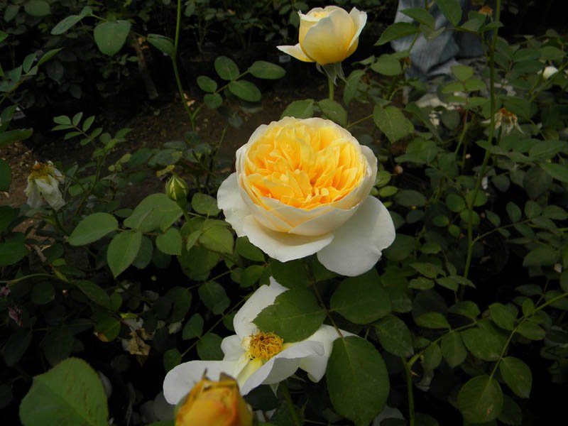 DSCN2278.jpg