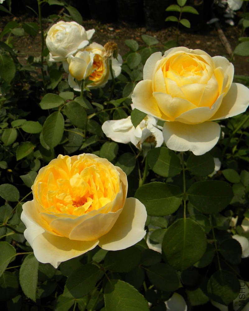 DSCN2276.jpg