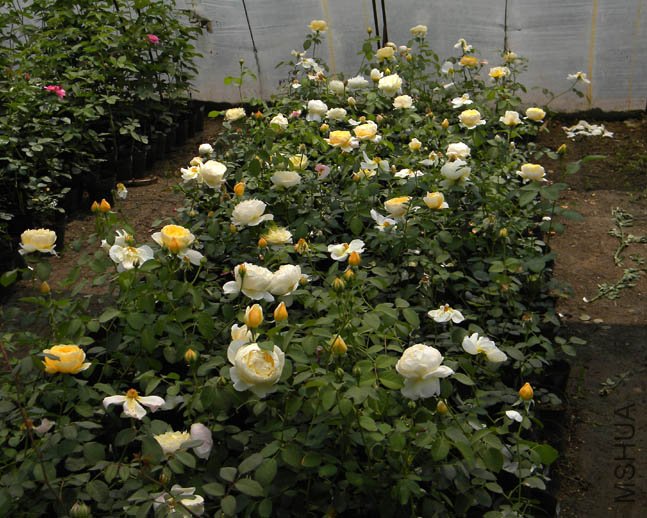 DSCN2306.jpg