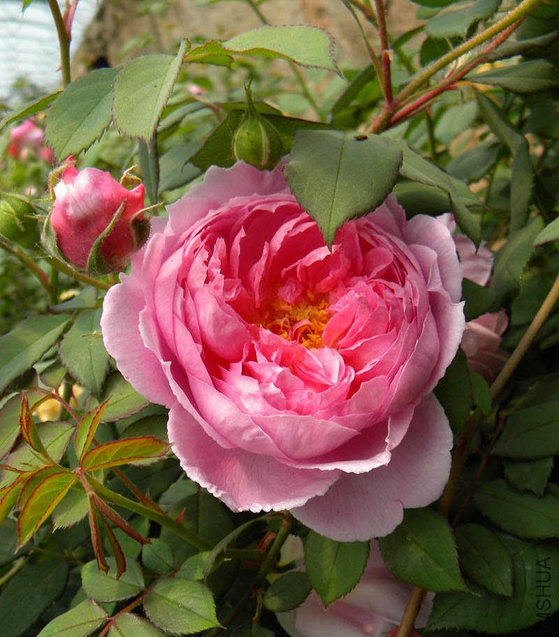 DSCN2282.jpg