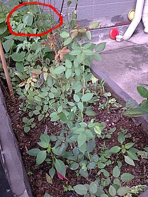 С���Ļ����Ƿ���������