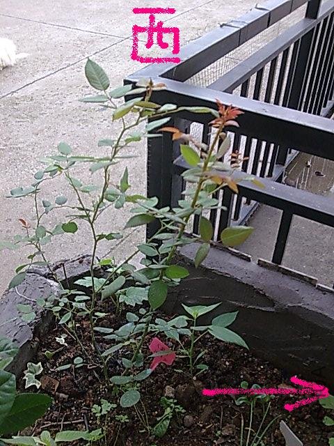 ����ֿô��Σ����ұ�ǰͷ������С���ŵ�λ�ã��������������������