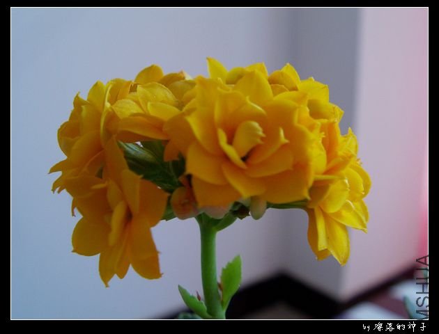 IMAG0007.JPG