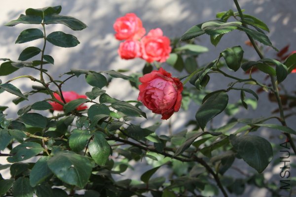 IMG_7927.JPG