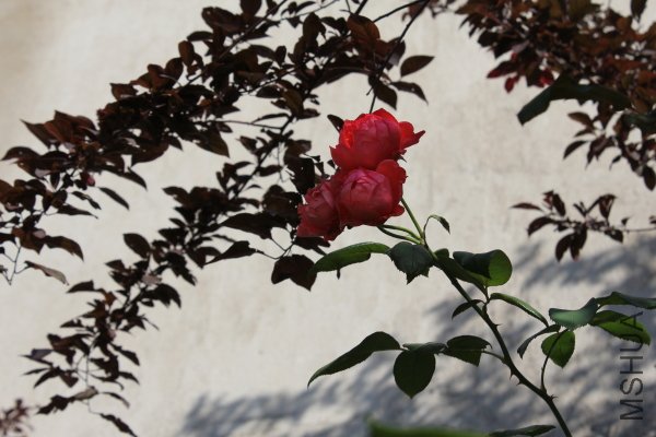 IMG_7922.JPG