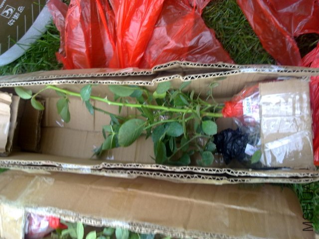 201105291528.jpg