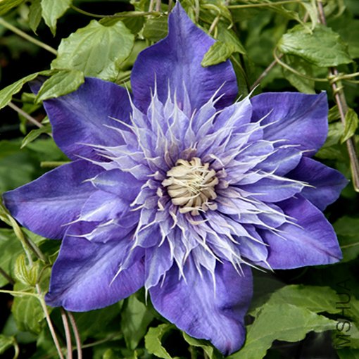 01-Multi Blue������.jpg