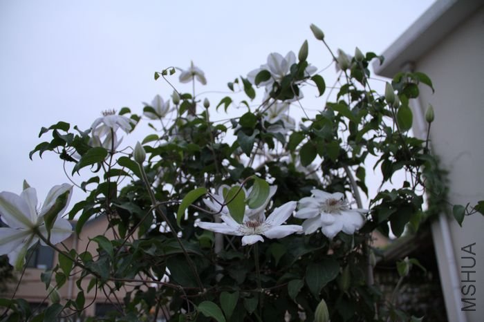 1 266.jpg