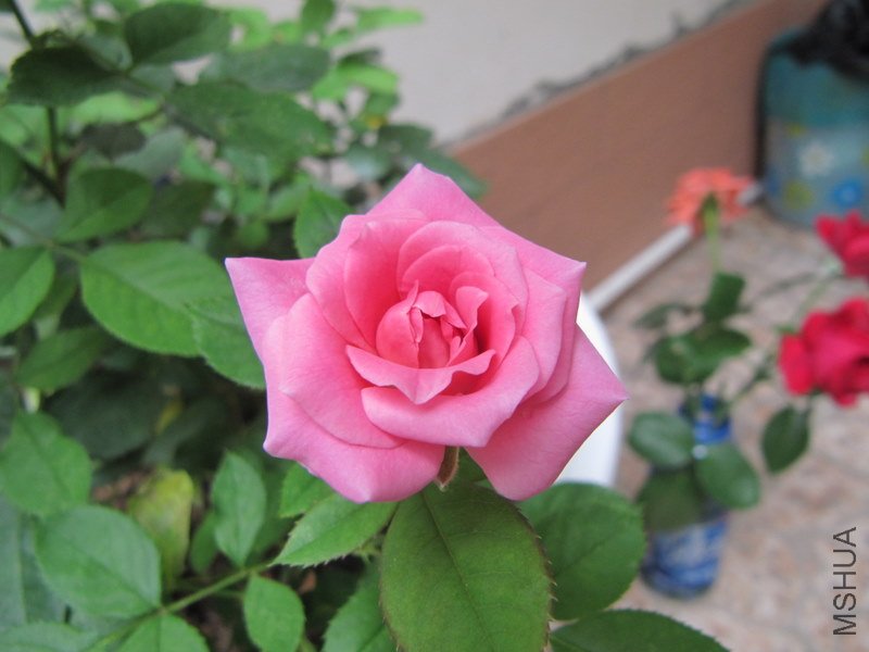 IMG_0858.JPG
