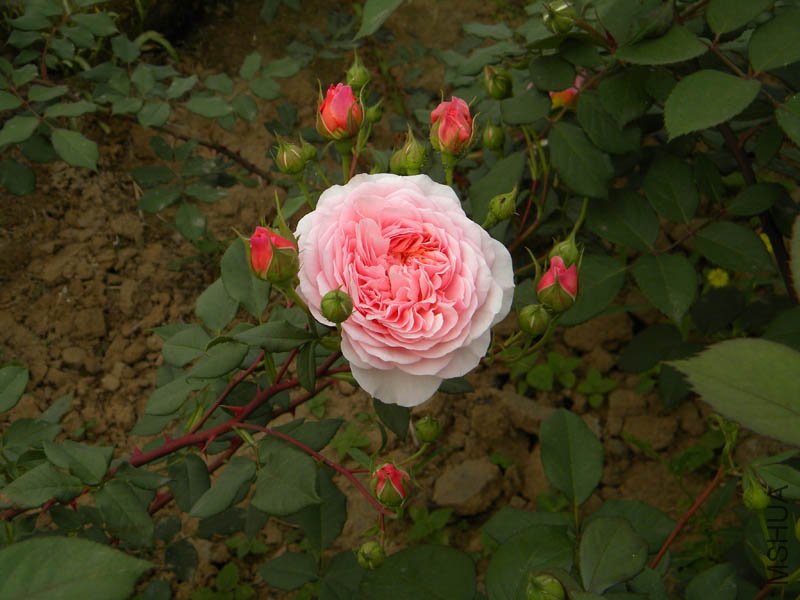 DSCN2343.jpg