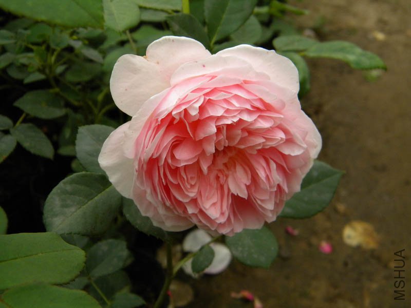 DSCN2325.jpg