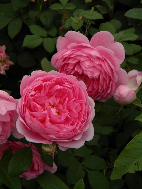 DSCN2383.jpg