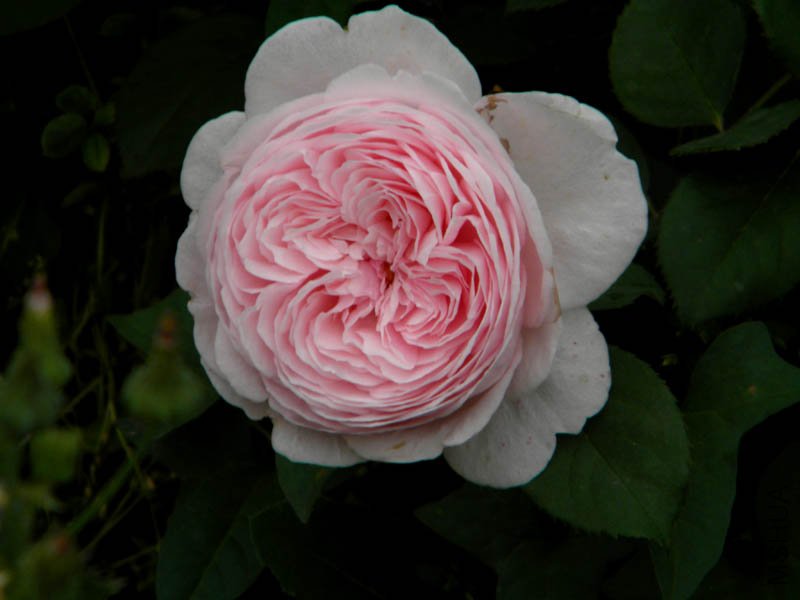 DSCN2384.jpg