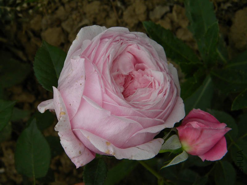 DSCN2370.jpg