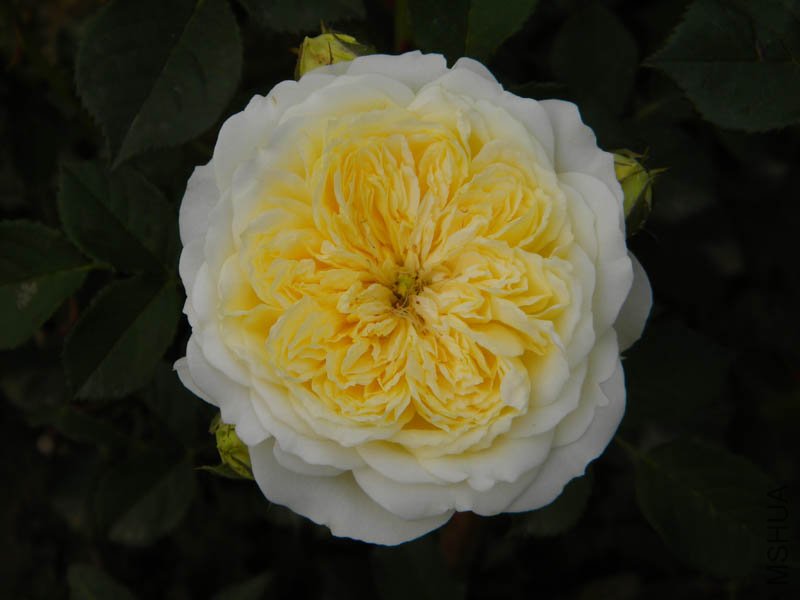 DSCN2362.jpg