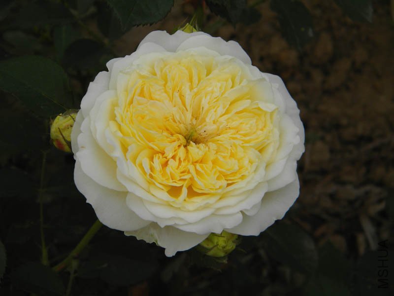 DSCN2369.jpg
