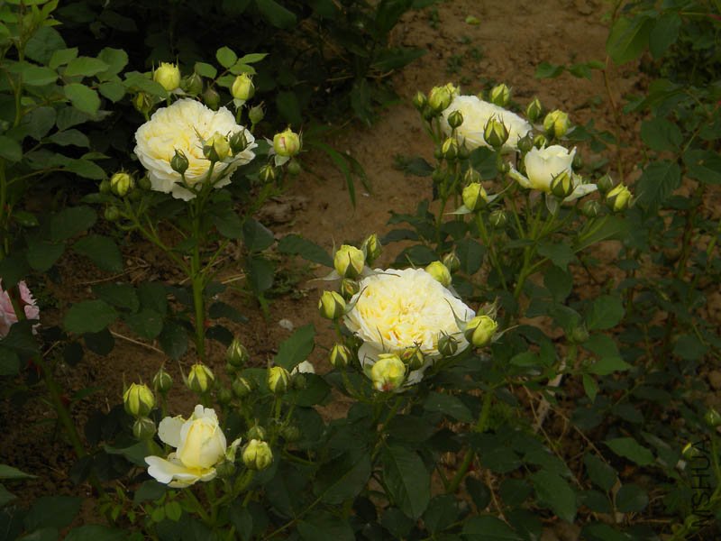 DSCN2365.jpg