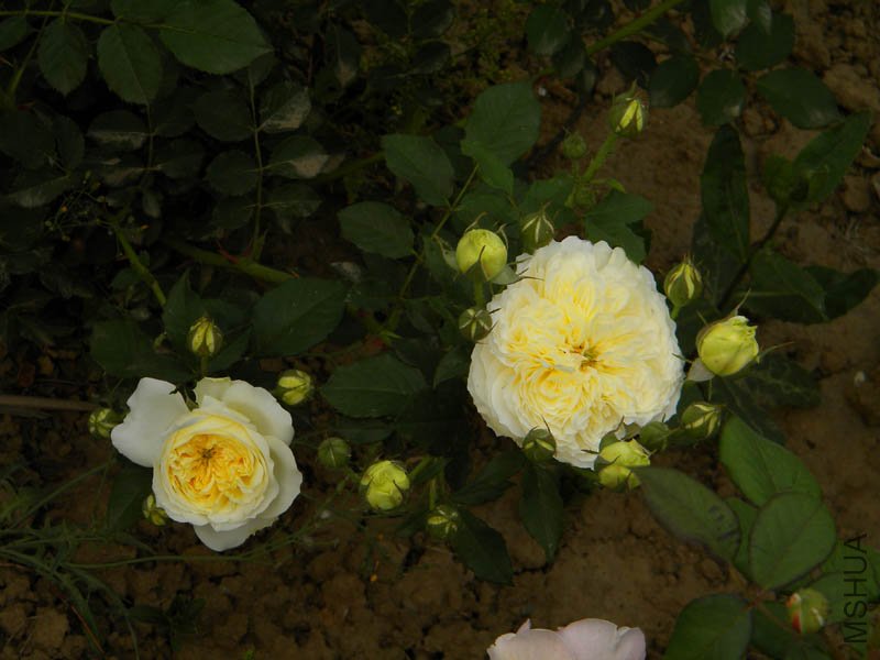 DSCN2364.jpg