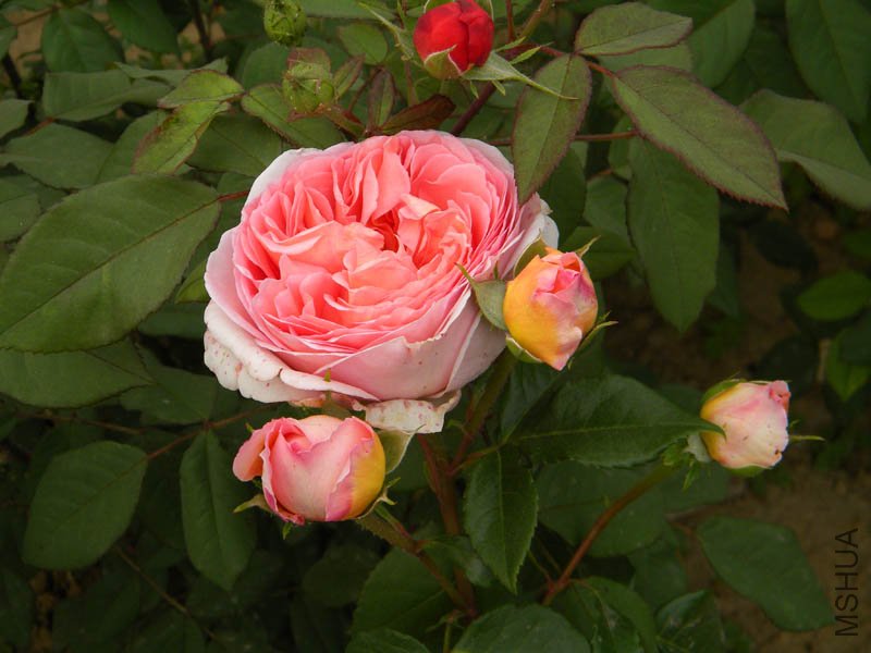 DSCN2348.jpg