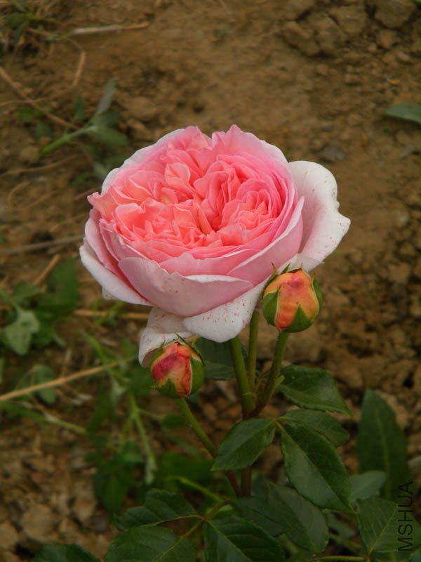 DSCN2355.jpg