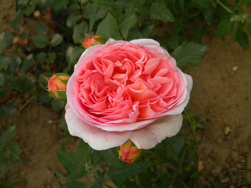 DSCN2347.jpg