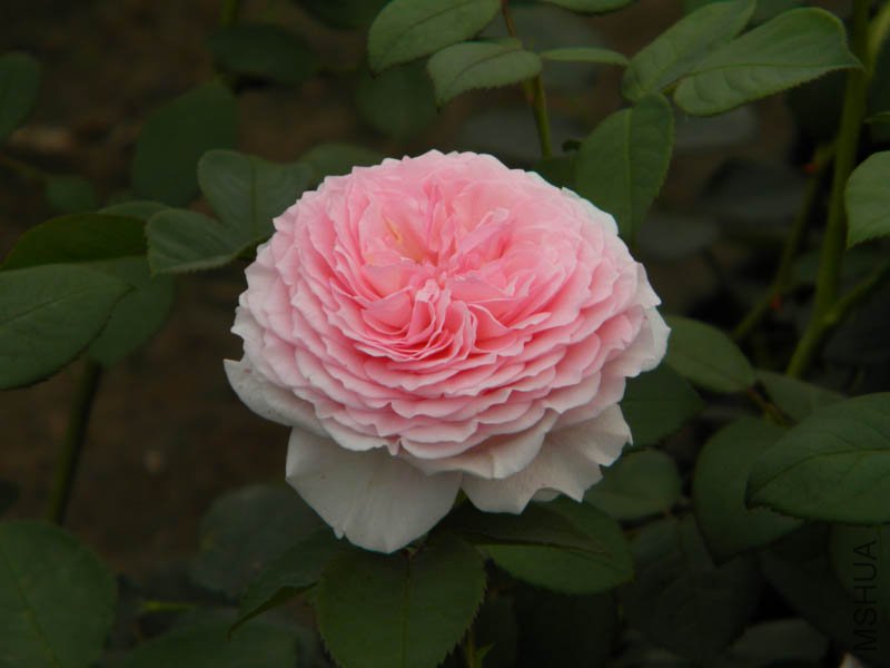 DSCN2336.jpg