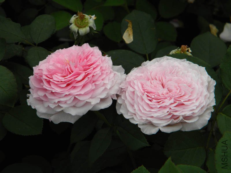 DSCN2375.jpg