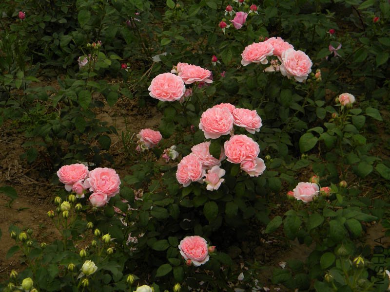 DSCN2339.jpg
