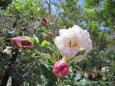 IMG_1272.jpg