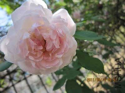 IMG_1271.jpg