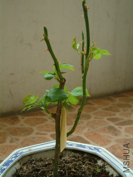 20110521_43s.jpg